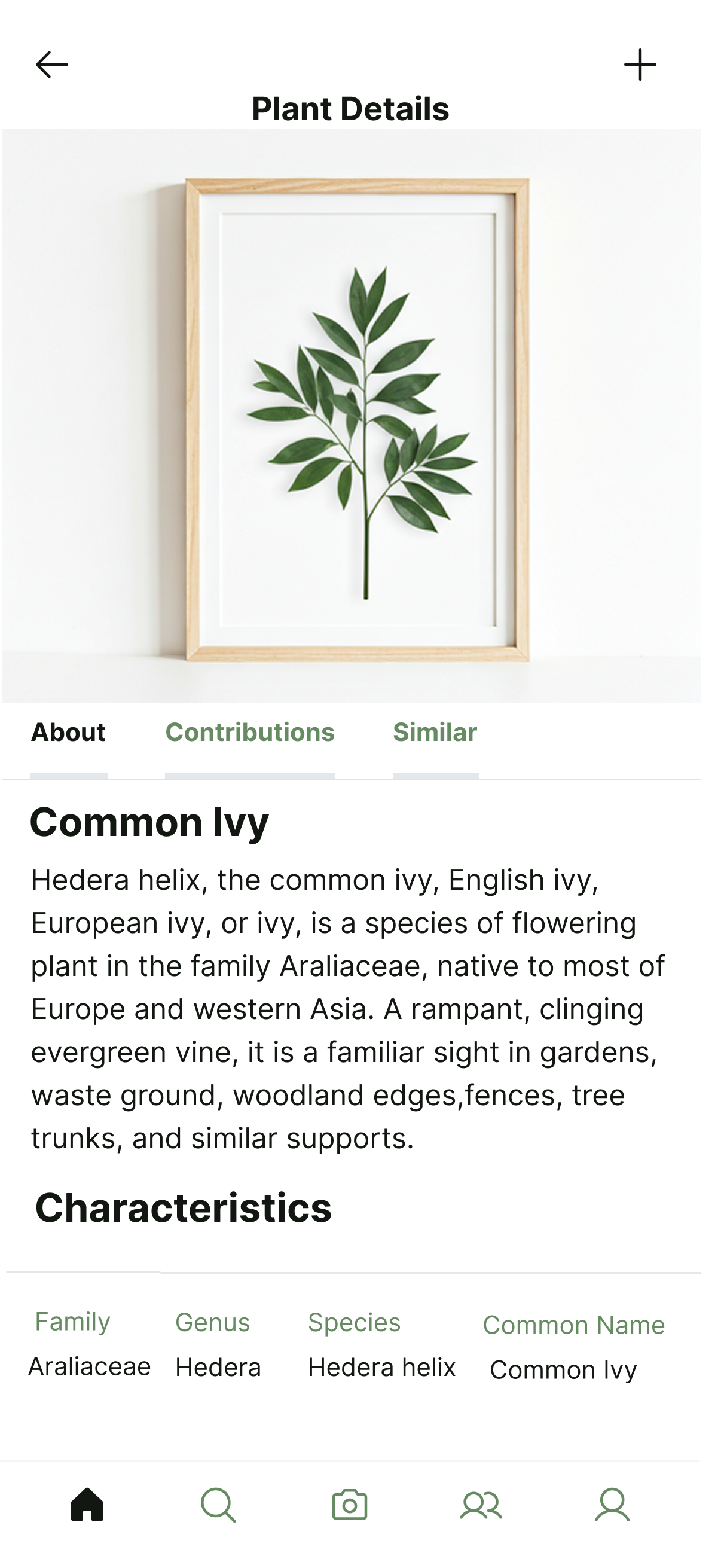 PlantNet mobile plant details screen